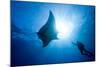 Pacific Manta and Scuba Diver-Stephen Frink-Mounted Photographic Print