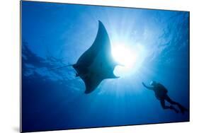 Pacific Manta and Scuba Diver-Stephen Frink-Mounted Photographic Print