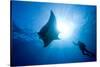 Pacific Manta and Scuba Diver-Stephen Frink-Stretched Canvas