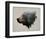 Pacific Northwest Black Bear-Davies Babies-Framed Art Print