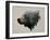 Pacific Northwest Black Bear-Davies Babies-Framed Art Print