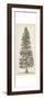 Pacific Northwest Tree Sketch I-Melissa Wang-Framed Premium Giclee Print