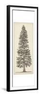 Pacific Northwest Tree Sketch I-Melissa Wang-Framed Premium Giclee Print