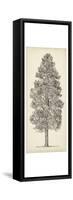 Pacific Northwest Tree Sketch III-Melissa Wang-Framed Stretched Canvas