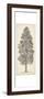 Pacific Northwest Tree Sketch III-Melissa Wang-Framed Premium Giclee Print