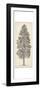 Pacific Northwest Tree Sketch III-Melissa Wang-Framed Premium Giclee Print