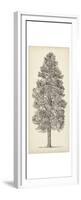 Pacific Northwest Tree Sketch III-Melissa Wang-Framed Premium Giclee Print