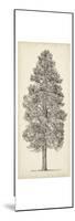 Pacific Northwest Tree Sketch III-Melissa Wang-Mounted Premium Giclee Print