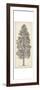 Pacific Northwest Tree Sketch III-Melissa Wang-Framed Art Print