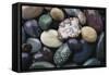 Pacific Northwest USA, Colorful River Rocks-Michele Westmorland-Framed Stretched Canvas