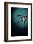 Pacific Octopus (Octopus Dofleini) Vancouver Island, British Columbia, Canada, Pacific Ocean-Franco Banfi-Framed Photographic Print