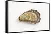 Pacific Oyster-David Nunuk-Framed Stretched Canvas