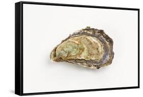 Pacific Oyster-David Nunuk-Framed Stretched Canvas