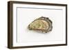 Pacific Oyster-David Nunuk-Framed Photographic Print