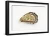 Pacific Oyster-David Nunuk-Framed Photographic Print