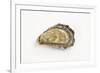 Pacific Oyster-David Nunuk-Framed Photographic Print