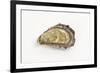 Pacific Oyster-David Nunuk-Framed Photographic Print