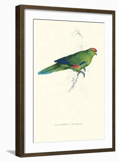 Pacific Parakeet - Cyanorhamphus Novaevelandiae-Edward Lear-Framed Art Print