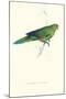 Pacific Parakeet - Cyanorhamphus Novaevelandiae-Edward Lear-Mounted Art Print