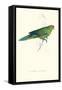 Pacific Parakeet - Cyanorhamphus Novaevelandiae-Edward Lear-Framed Stretched Canvas