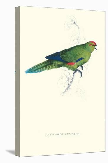 Pacific Parakeet - Cyanorhamphus Novaevelandiae-Edward Lear-Stretched Canvas