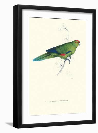 Pacific Parakeet - Cyanorhamphus Novaevelandiae-Edward Lear-Framed Art Print