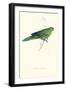 Pacific Parakeet - Cyanorhamphus Novaevelandiae-Edward Lear-Framed Art Print