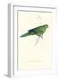 Pacific Parakeet - Cyanorhamphus Novaevelandiae-Edward Lear-Framed Art Print