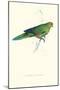 Pacific Parakeet - Cyanorhamphus Novaevelandiae-Edward Lear-Mounted Art Print