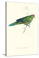 Pacific Parakeet - Cyanorhamphus Novaevelandiae-Edward Lear-Stretched Canvas