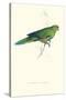 Pacific Parakeet - Cyanorhamphus Novaevelandiae-Edward Lear-Stretched Canvas