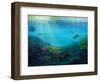 Pacific Reef, 2018-Lee Campbell-Framed Giclee Print