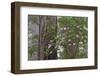 Pacific Rhododendron in foggy redwood forest, Redwood National Park.-Adam Jones-Framed Photographic Print