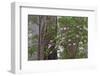 Pacific Rhododendron in foggy redwood forest, Redwood National Park.-Adam Jones-Framed Photographic Print