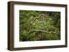 Pacific Rhododendron in foggy redwood forest, Redwood National Park,-Adam Jones-Framed Photographic Print