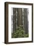 Pacific Rhododendron in foggy redwood forest, Redwood National Park,-Adam Jones-Framed Photographic Print