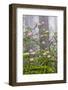 Pacific Rhododendron in foggy redwood forest, Redwood National Park.-Adam Jones-Framed Photographic Print