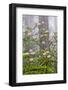 Pacific Rhododendron in foggy redwood forest, Redwood National Park.-Adam Jones-Framed Photographic Print