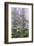 Pacific Rhododendron in foggy redwood forest, Redwood National Park.-Adam Jones-Framed Photographic Print