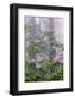 Pacific Rhododendron in foggy redwood forest, Redwood National Park.-Adam Jones-Framed Photographic Print