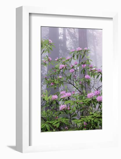 Pacific Rhododendron in foggy redwood forest, Redwood National Park.-Adam Jones-Framed Photographic Print