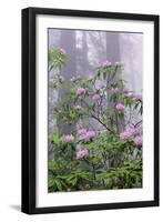 Pacific Rhododendron in foggy redwood forest, Redwood National Park.-Adam Jones-Framed Photographic Print