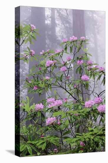 Pacific Rhododendron in foggy redwood forest, Redwood National Park.-Adam Jones-Stretched Canvas