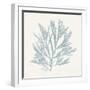 Pacific Sea Mosses I Blue-Wild Apple Portfolio-Framed Art Print