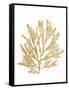 Pacific Sea Mosses I Gold-Wild Apple Portfolio-Framed Stretched Canvas