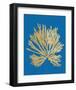 Pacific Sea Mosses II Blue-Wild Apple Portfolio-Framed Art Print