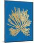 Pacific Sea Mosses II Blue-Wild Apple Portfolio-Mounted Art Print