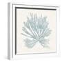 Pacific Sea Mosses II Blue-Wild Apple Portfolio-Framed Art Print