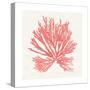 Pacific Sea Mosses II Coral-Wild Apple Portfolio-Stretched Canvas