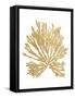 Pacific Sea Mosses II Gold-Wild Apple Portfolio-Framed Stretched Canvas